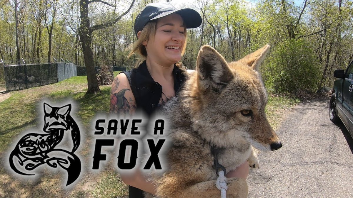 Save a Fox